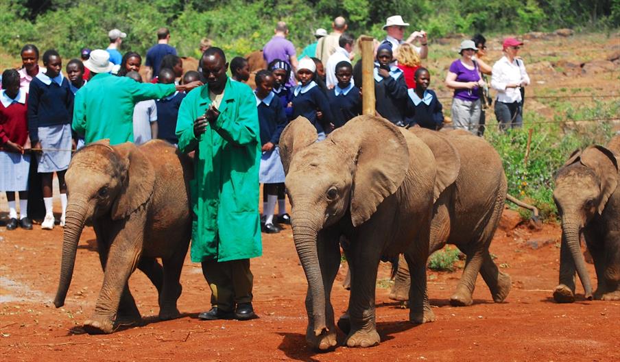 Caring for Elephants at a Sanctuary in Africa Caring for Elephants at a Sanctuary in Africa